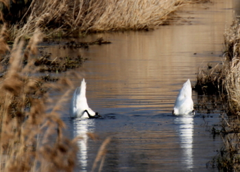 Gründeln im Duvenseebach schweißt zusammen