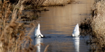 Gründeln im Duvenseebach schweißt zusammen