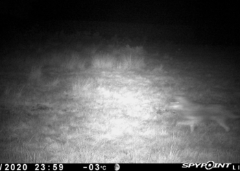 Wölfe im Bereich Gudow? Fotofalle auf der Grünbücke schnappte zu