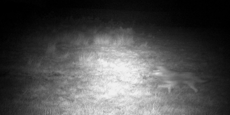 Wölfe im Bereich Gudow? Fotofalle auf der Grünbücke schnappte zu