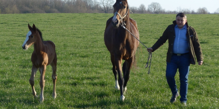Wenn ein Virus durchgeht – Pferdehaltung in Zeiten von Corona