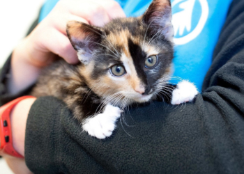 Corona-Krise trifft auch die Tierheime