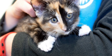 Corona-Krise trifft auch die Tierheime