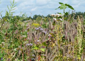 Schleswig-Holstein blüht auf: Land gibt zusätzlich 100.000 Euro für mehr Artenvielfalt