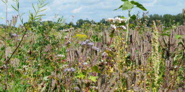 Schleswig-Holstein blüht auf: Land gibt zusätzlich 100.000 Euro für mehr Artenvielfalt