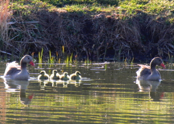 Das Leben geht weiter auf dem Giesensdorfer Teich