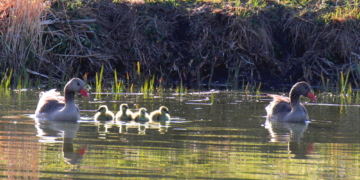 Das Leben geht weiter auf dem Giesensdorfer Teich