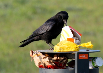 Nach dem Drive-in folgt nun der Fly-in