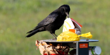 Nach dem Drive-in folgt nun der Fly-in