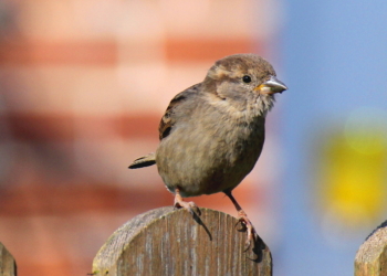 Knacken wir schon in der nächsten Woche und Ostern die 25-Grad-Marke?