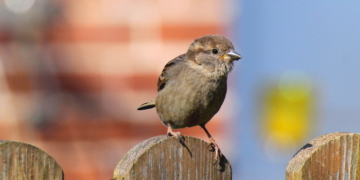 Knacken wir schon in der nächsten Woche und Ostern die 25-Grad-Marke?
