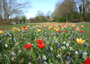 Farbige Frühlingsgrüße im Ratzeburger Kurpark