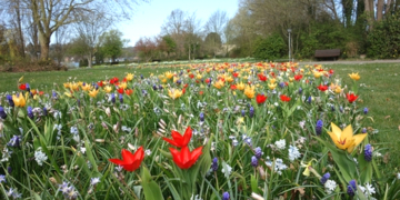 Farbige Frühlingsgrüße im Ratzeburger Kurpark