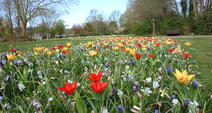 Farbige Frühlingsgrüße im Ratzeburger Kurpark