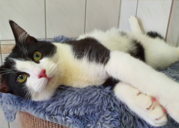 Tierschutzvereinen und Tierheimen brechen wegen Corona die Spenden weg