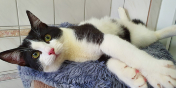 Tierschutzvereinen und Tierheimen brechen wegen Corona die Spenden weg