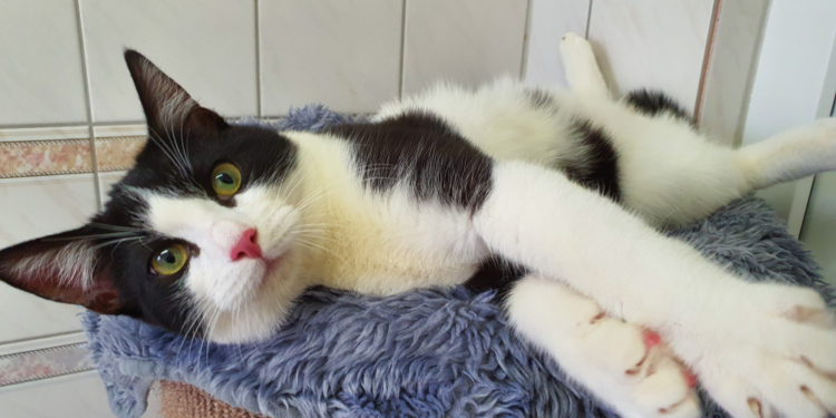 Tierschutzvereinen und Tierheimen brechen wegen Corona die Spenden weg