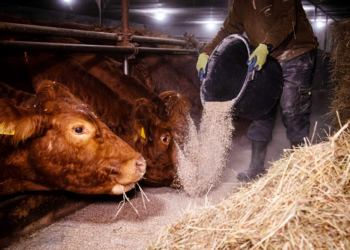 IG BAU: Beschäftigte in der Landwirtschaft müssen um Zusatzrente bangen