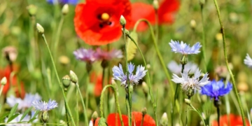 SH Netz setzt Wildblumenwiesenprojekt für 2021 fort