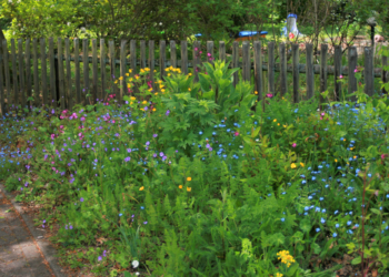 Besuch in der blütenreichen Brummelbrede