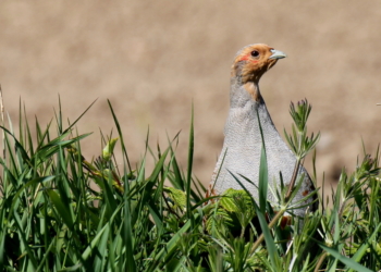 Der faszinierende Charaktervogel