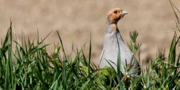 Der faszinierende Charaktervogel