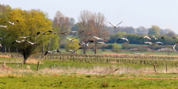 Teure Zwischenmahlzeit