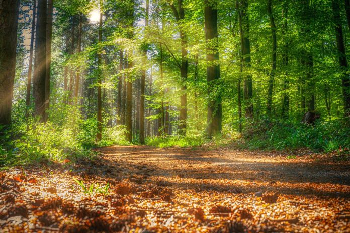 wald