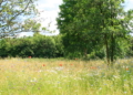 Eine Blumenwiese entwickelt sich
