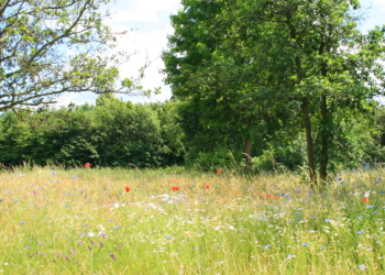 Eine Blumenwiese entwickelt sich