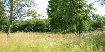 Eine Blumenwiese entwickelt sich
