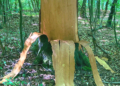 Naturgewalten im Revier Farchau