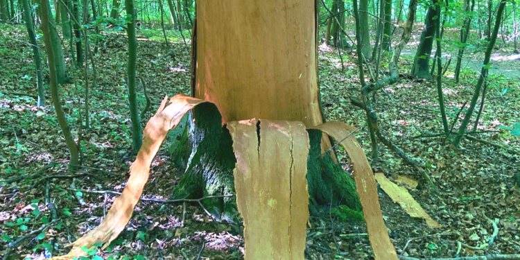 Naturgewalten im Revier Farchau