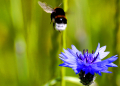 Die „preußische“ Blume