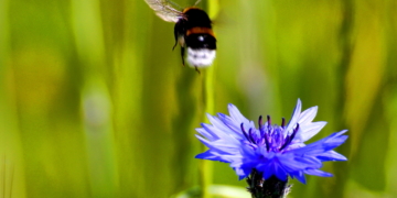 Die „preußische“ Blume