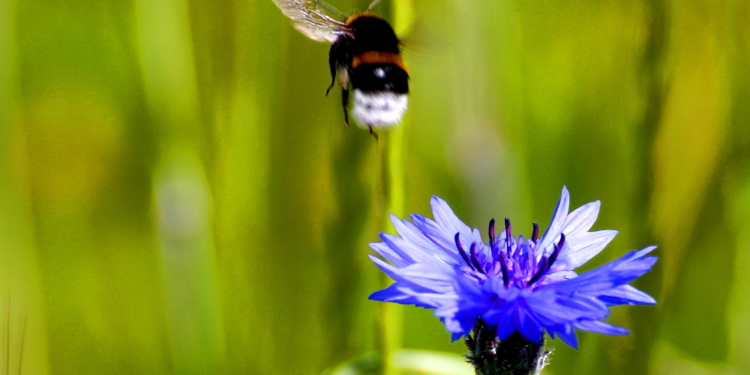Die „preußische“ Blume