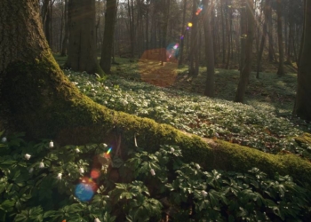 ‚Das Geheime Leben der Bäume‘ im Filmclub