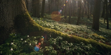 ‚Das Geheime Leben der Bäume‘ im Filmclub