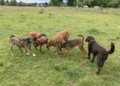 ABB: Büchen braucht weiterhin eine Hundefreilauffläche!