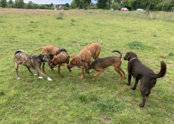 ABB: Büchen braucht weiterhin eine Hundefreilauffläche!