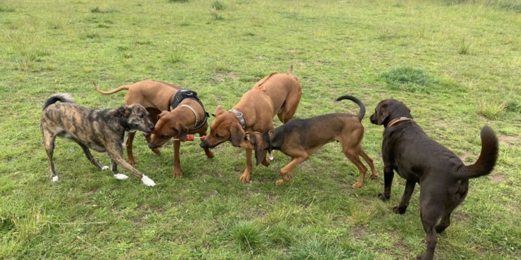 ABB: Büchen braucht weiterhin eine Hundefreilauffläche!
