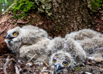 Uhu-Nachwuchs im Revier Hamwarde