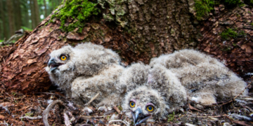 Uhu-Nachwuchs im Revier Hamwarde