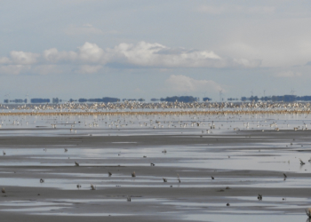 Wochenend-Exkursion an die Wattenmeerküste
