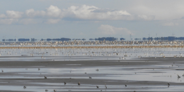 Wochenend-Exkursion an die Wattenmeerküste