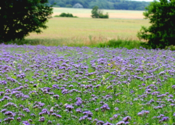 Farbenpracht auf dem ‚Koppelbusch‘