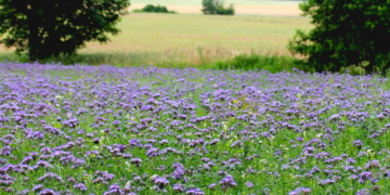 Farbenpracht auf dem ‚Koppelbusch‘