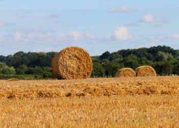 Es fehlt nur noch die schöne Müllerstochter…