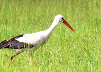 Die Störche sitzen auf gepackten Koffern und warten auf den Check-in
