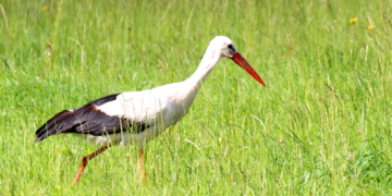 Die Störche sitzen auf gepackten Koffern und warten auf den Check-in